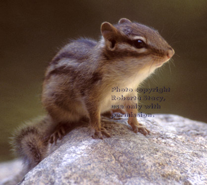 eastern chipmunk