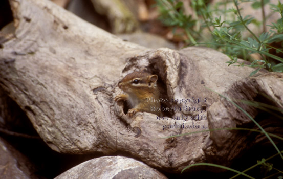 eastern chipmunk