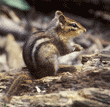 eastern chipmunk