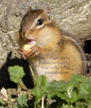 eastern chipmunk holding food