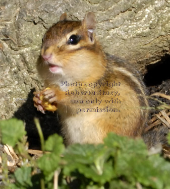 eastern chipmunk with food