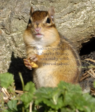 eastern chipmunk standing