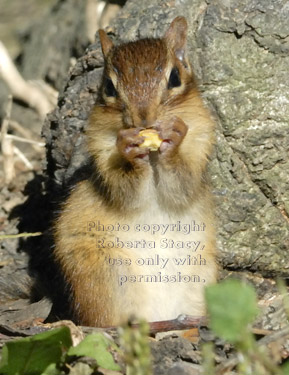 eastern chipmunk ready to eat