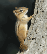 closeup of eastern chipmunk on tree