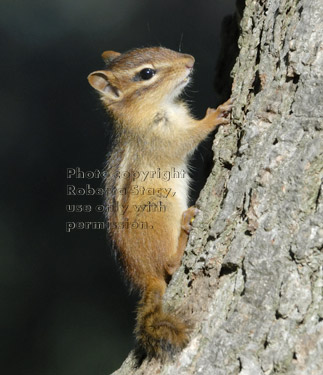 closeup of eastern chipmunk on tree