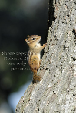 eastern chipmunk on tree