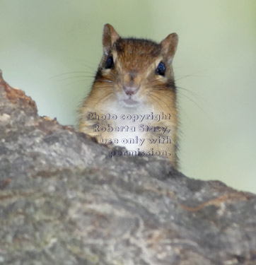 eastern chipmunk