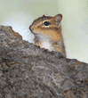 eastern chipmunk