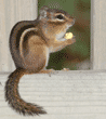 eastern chipmunk on fence