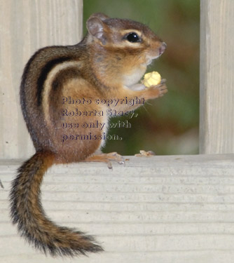 eastern chipmunk on fence