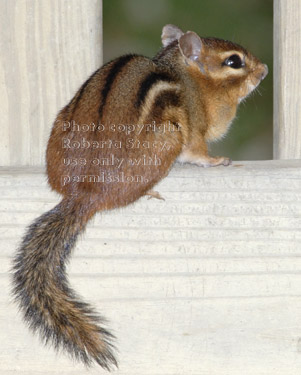 eastern chipmunk on fence