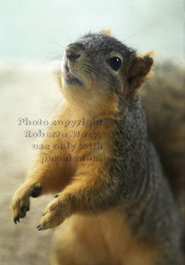 fox squirrel begging for nuts