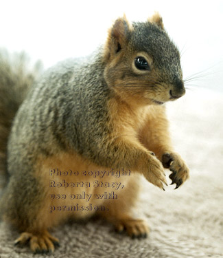 fox squirrel hoping for nuts