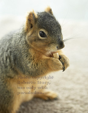 fox squirrel holding a nut