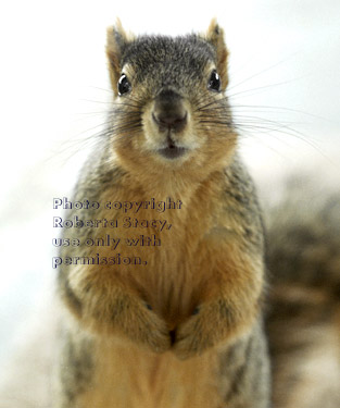 fox squirrel asking for nuts