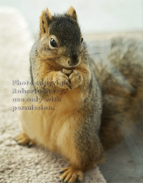 fox squirrel eating a nut