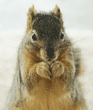 fox squirrel eating a nut