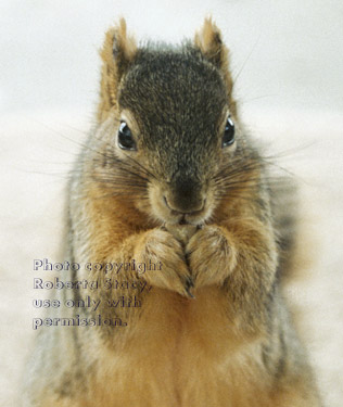 fox squirrel eating a nut