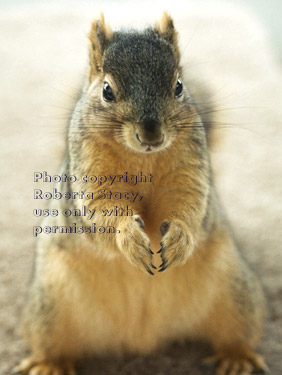 fox squirrel pleading for nuts