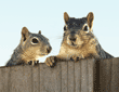 fox squirrel baby and adult