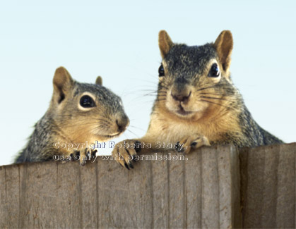 fox squirrel baby & adult