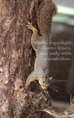 fox squirrel on tree trunk