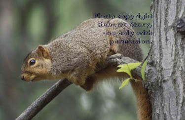 fox squirrel on tree branch