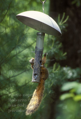 fox squirrel at bird feeder