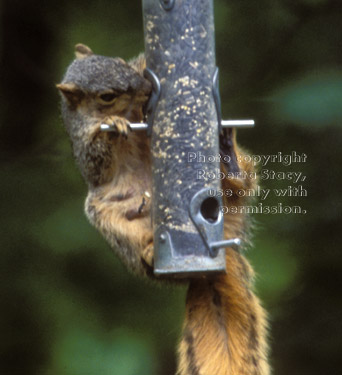 fox squirrel on bird feeder