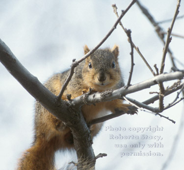 fox squirrel looking down from tree