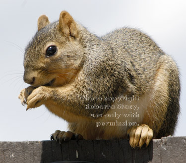 fox squirrel eating sunflower seeds