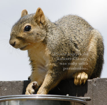 fox squirrel reaching for sunflower seeds