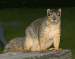 fox squirrel on picnic table