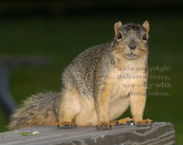 fox squirrel on picnic table