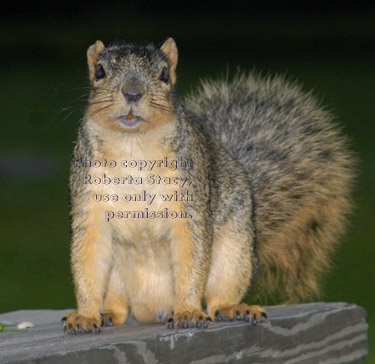 fox squirrel on picnic table