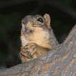 fox squirrel in tree