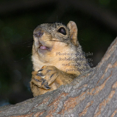 fox squirrel in tree