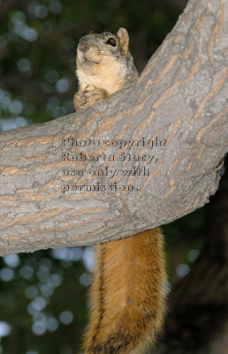 fox squirrel in tree