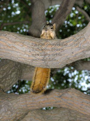 fox squirrel in tree