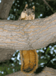 fox squirrel in tree