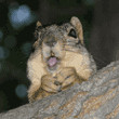 fox squirrel in tree