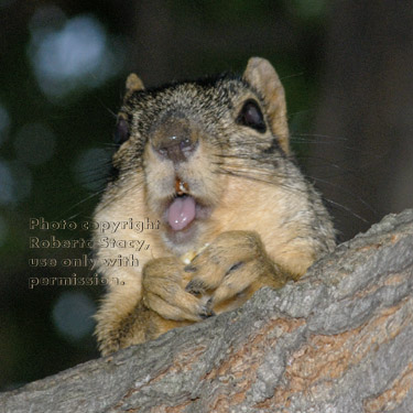 fox squirrel in tree