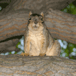 fox squirrel in tree