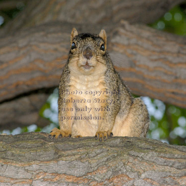 fox squirrel in tree