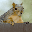 fox squirrel