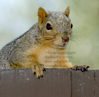 fox squirrel