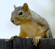 fox squirrel