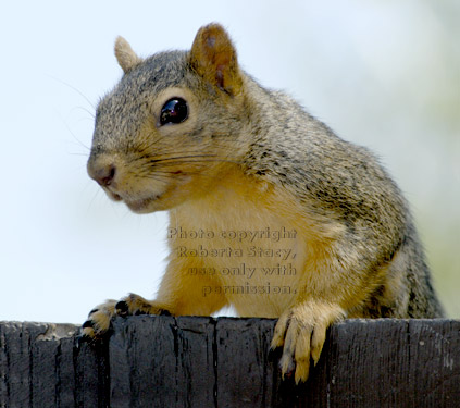 fox squirrel