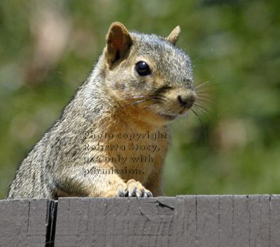 fox squirrel