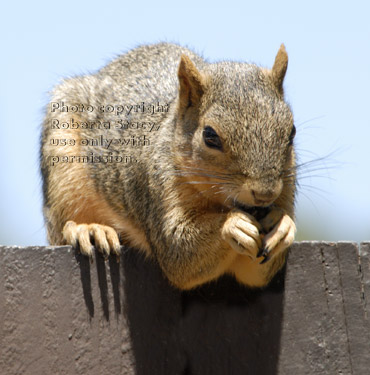 fox squirrel eating black oiled sunflower seed